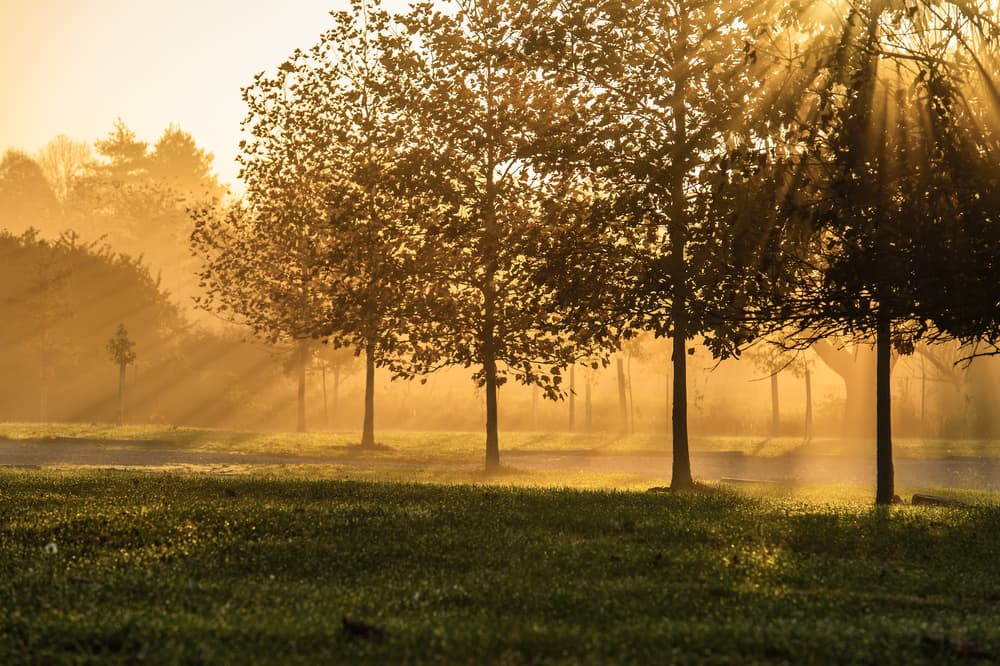 Golden Morning Light by 李从军 / Austin Li — canvas wall art