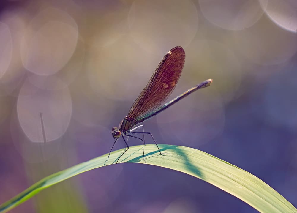 Serene Damselfly on Leaf by Stuart Williams — canvas wall art