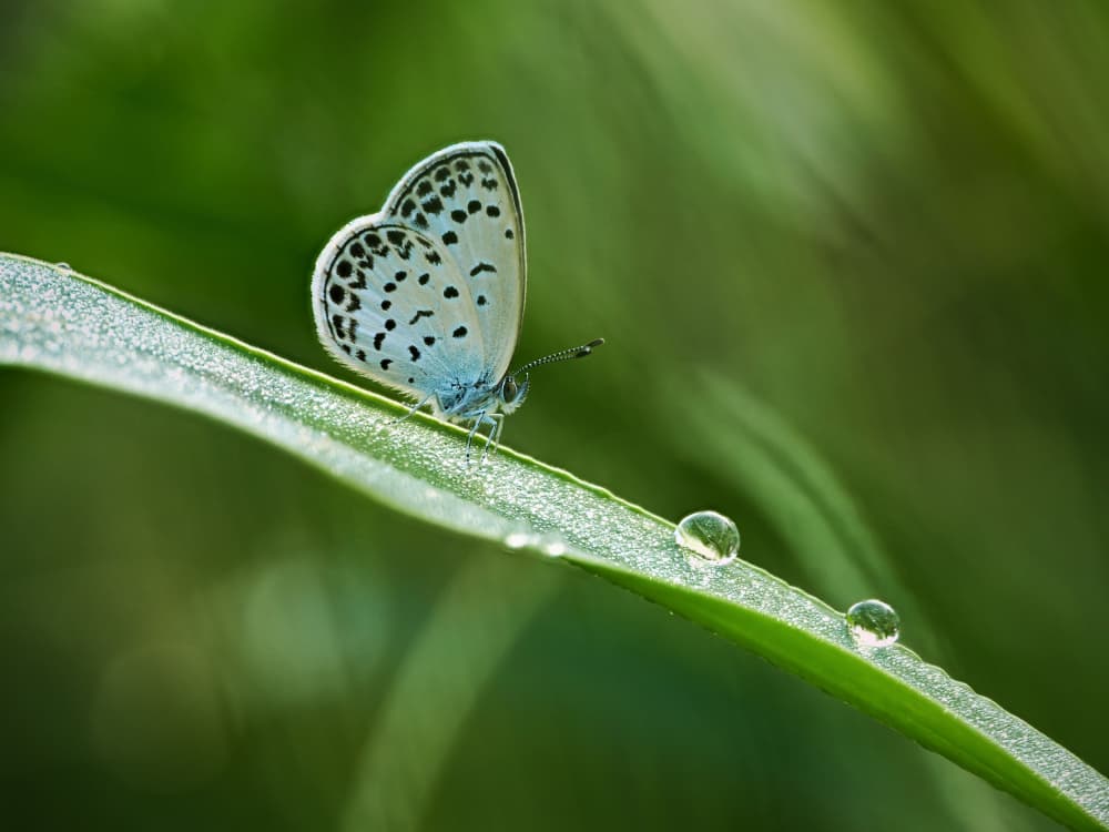 Morning Dew Butterfly by Takiko Hirai — canvas wall art