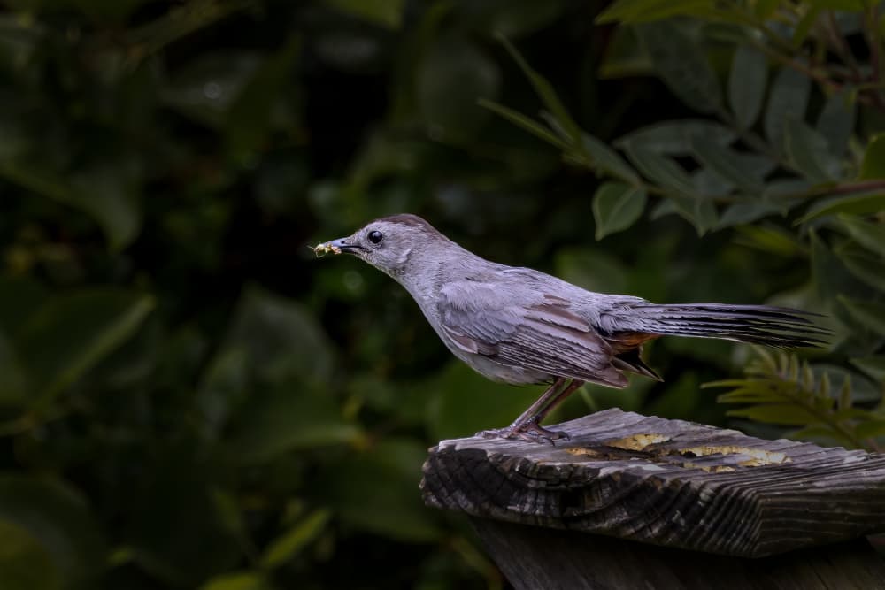 Gray Catbird's Catch by Xiaohong Zhang — canvas wall art