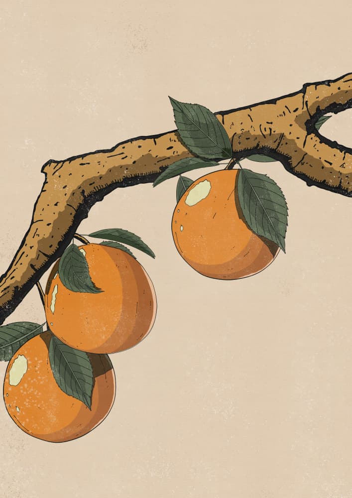 Golden Oranges Branch by Nicholas — canvas wall art