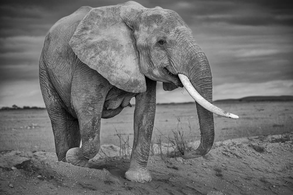 Majestic African Elephant by Ali Khataw — canvas wall art