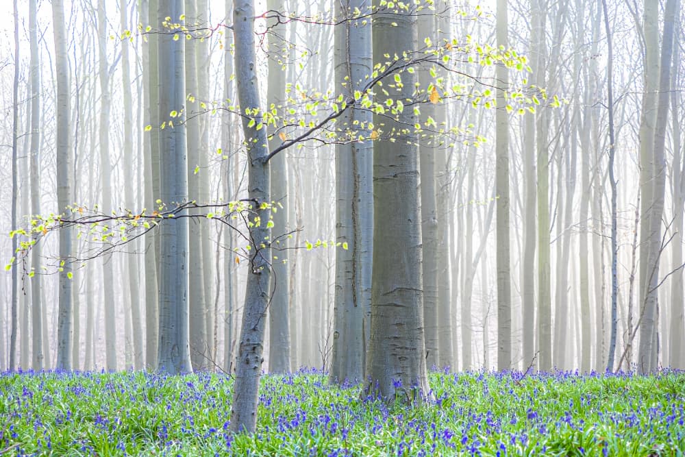 Misty Bluebell Forest by Henk Goossens — canvas wall art