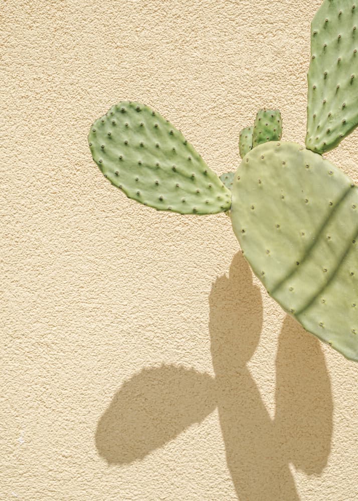 Cactus Wall Shadow by Henrike Schenk — canvas wall art