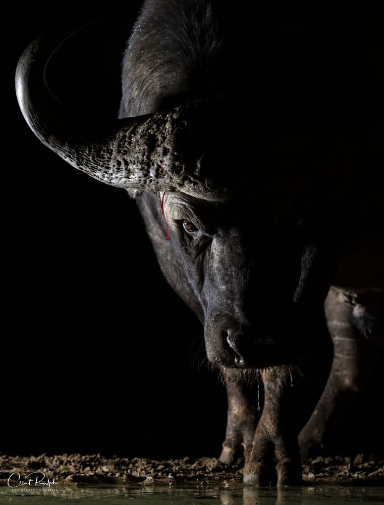Warrior by Clint Ralph — canvas wall art