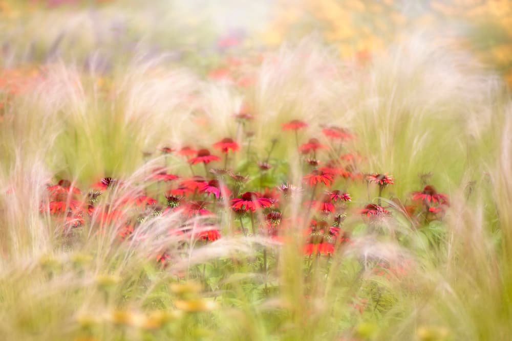 Dreamy Red Flowers by Jacky Parker — canvas wall art