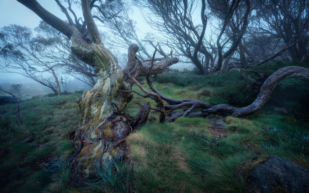 Gnarled Misty Forest by YANGYING — canvas wall art