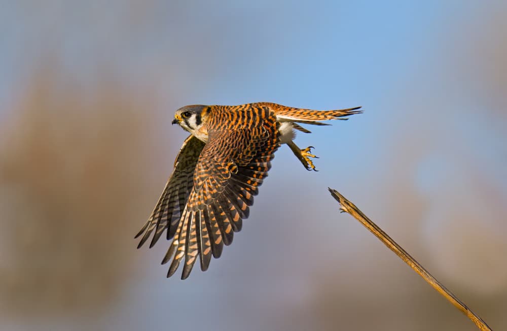 Flying American Kestrel by Mike He — canvas wall art