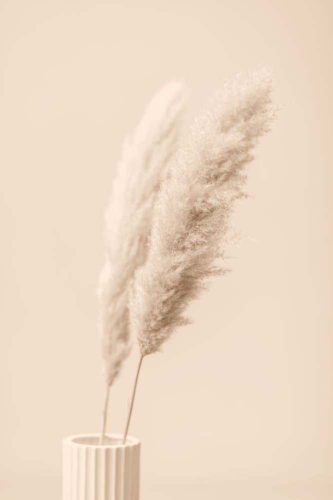 Soft Pampas Plumes by Pictufy Studio III — canvas wall art