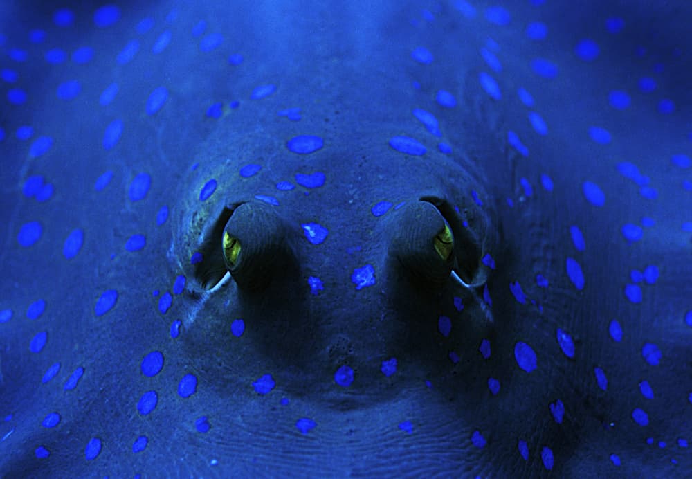 Blue Spotted Stingray by Romano Molinari — canvas wall art
