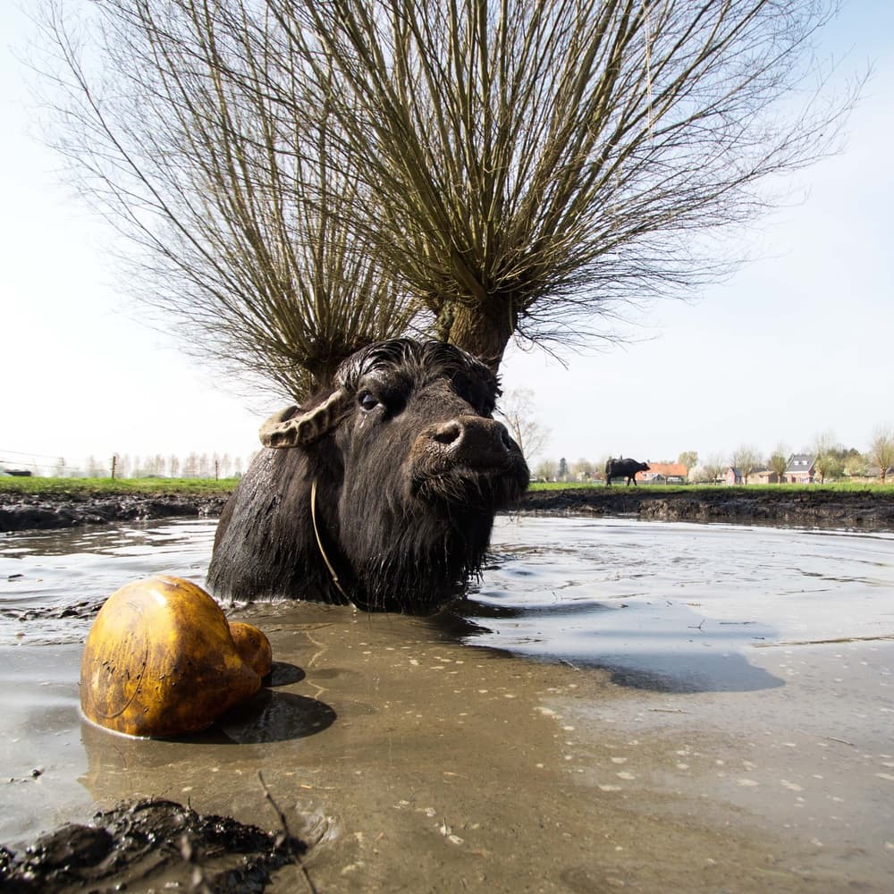Mud Bath Buffalo by Gert van den Bosch — canvas wall art