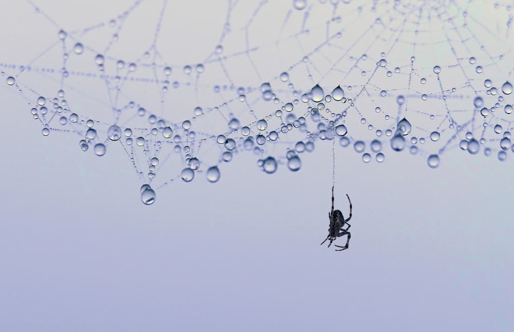 Spider in Dewy Web by Giorgio Pizzocaro — canvas wall art