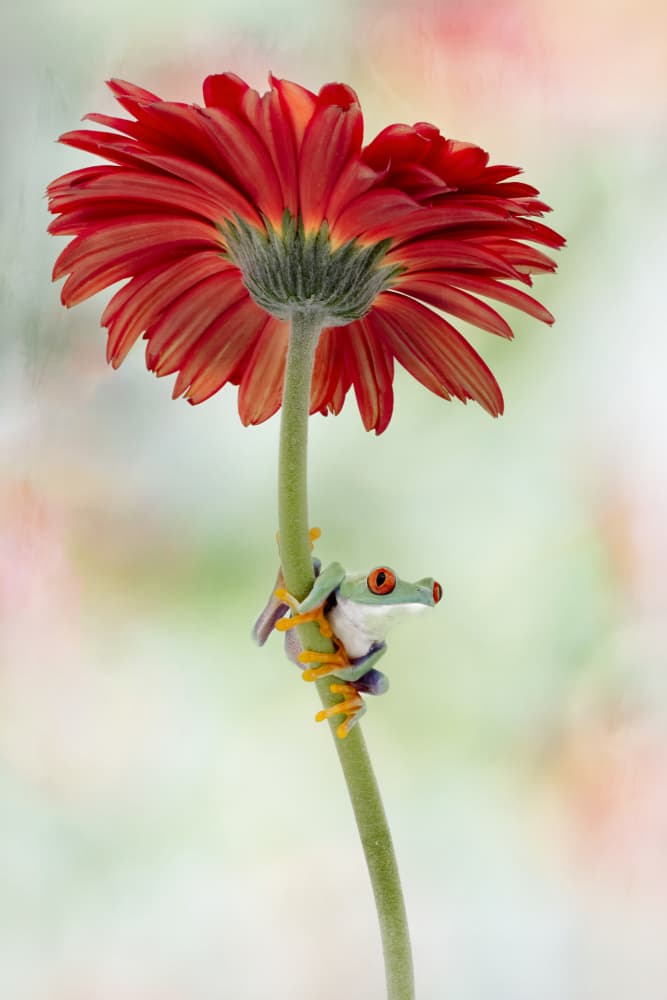 Tree Frog on Red Daisy by Linda D Lester — canvas wall art