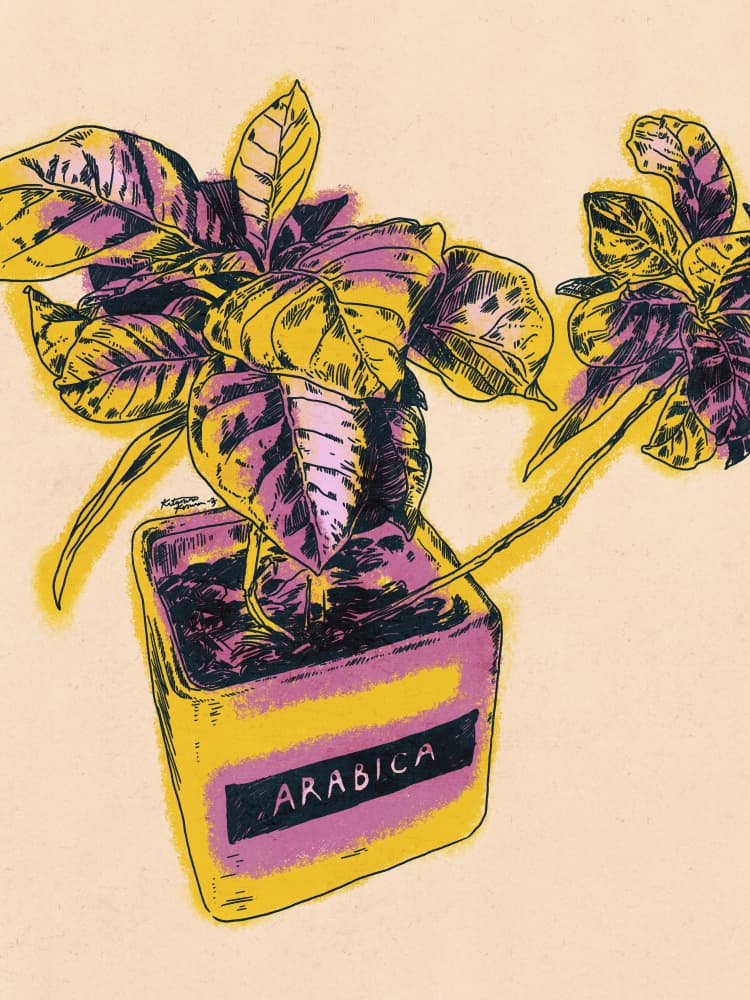 Vibrant Arabica Plant by Katariina Kosunen — canvas wall art
