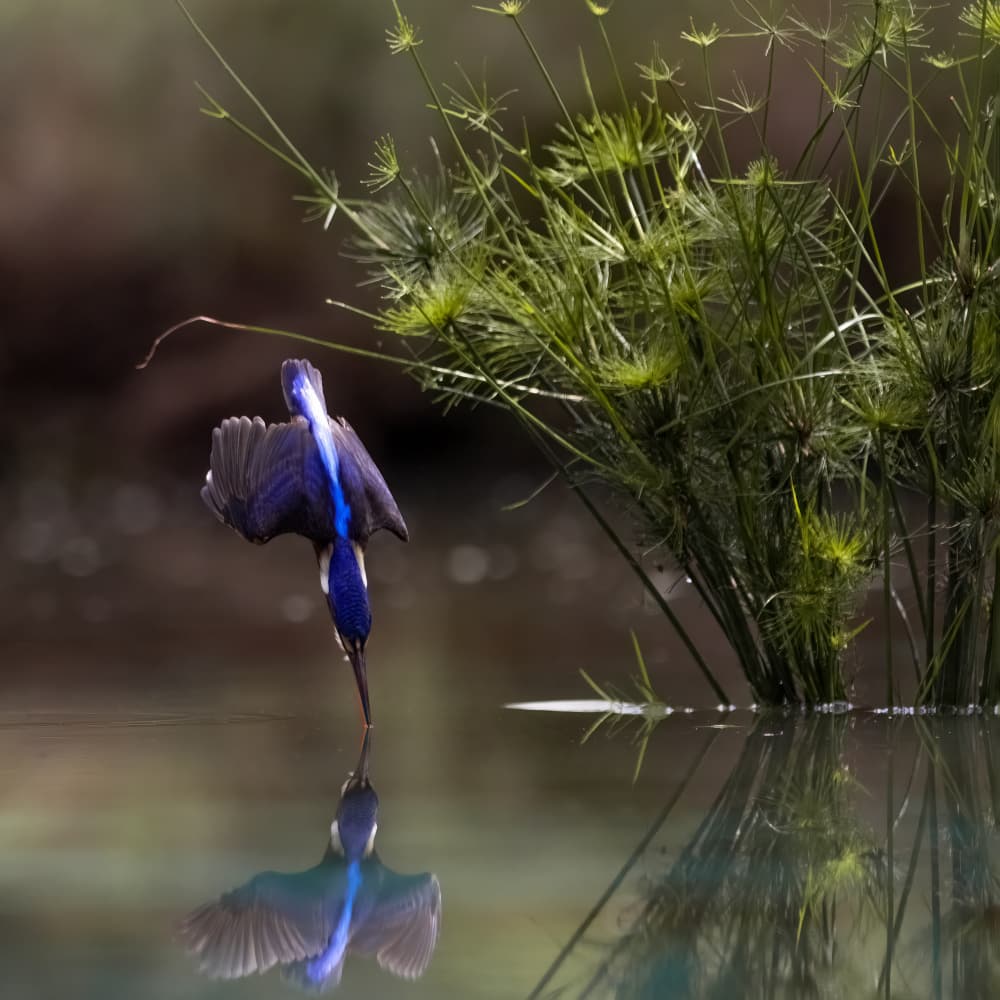 Blue Kingfisher Dive by Lisdiyanto Suhardjo — canvas wall art