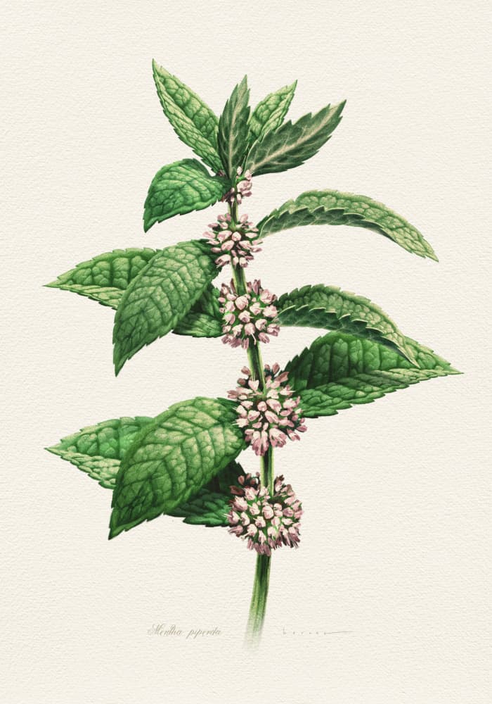 Flowering Mint Botanical by Juan Hernaz — canvas wall art