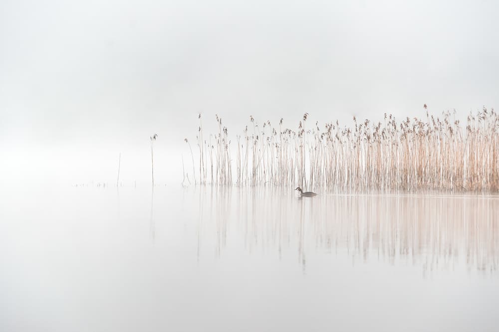 Misty Reeds Duck by Benny Pettersson — canvas wall art