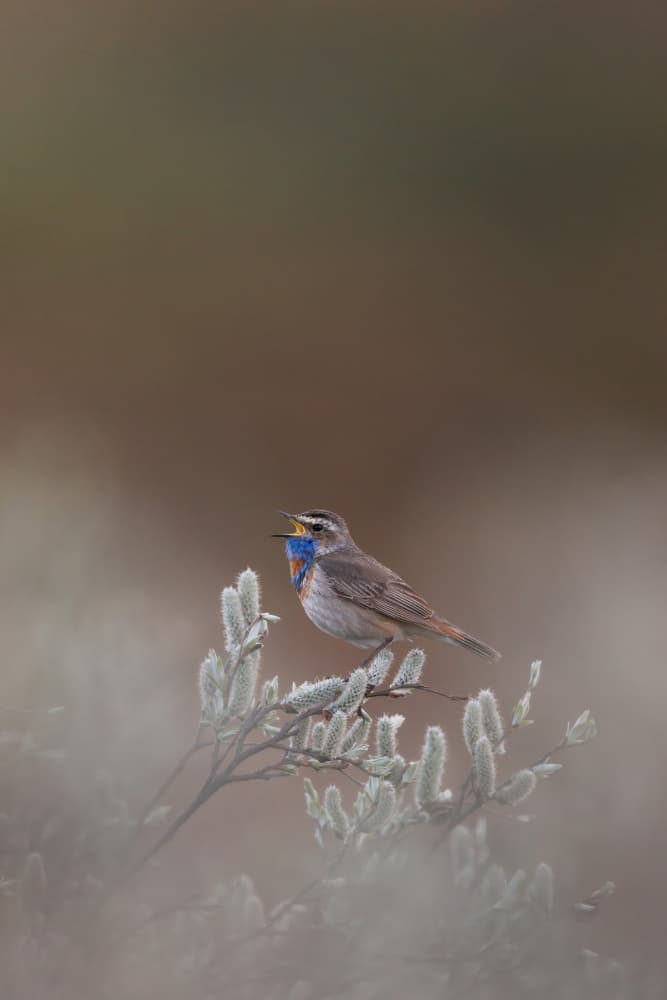 Vibrant Bluethroat Song by Magnus Renmyr — canvas wall art