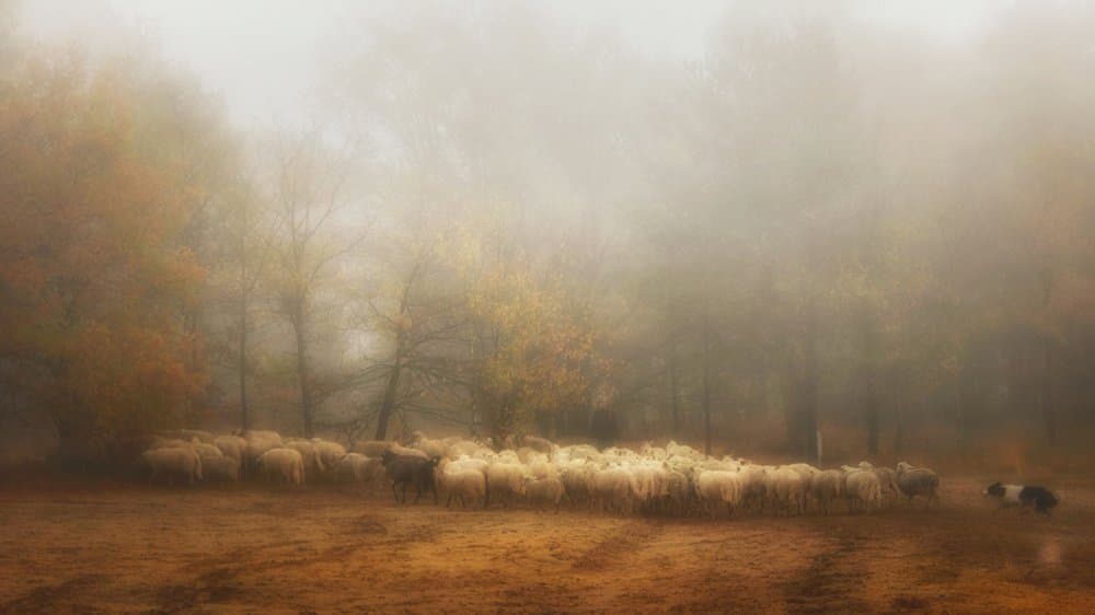 Misty Autumn Sheep by Saskia Dingemans — canvas wall art