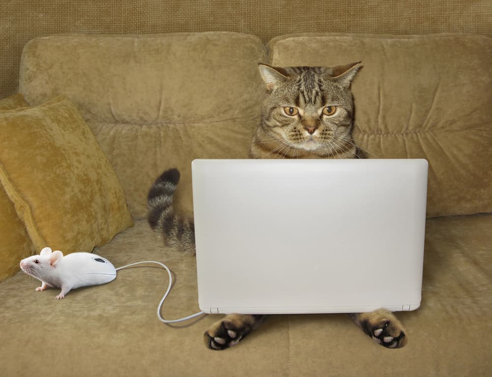 Working Cat with Laptop by Iryna Kuznetsova (Iridi) — canvas wall art