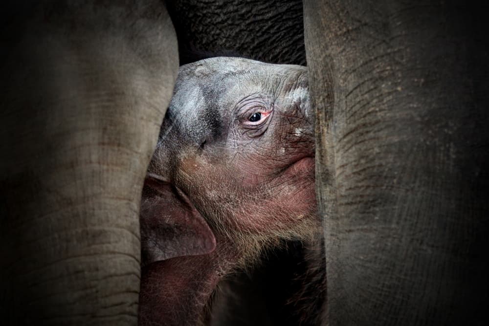 Young Elephant's Gaze by Antje Wenner-Braun — canvas wall art