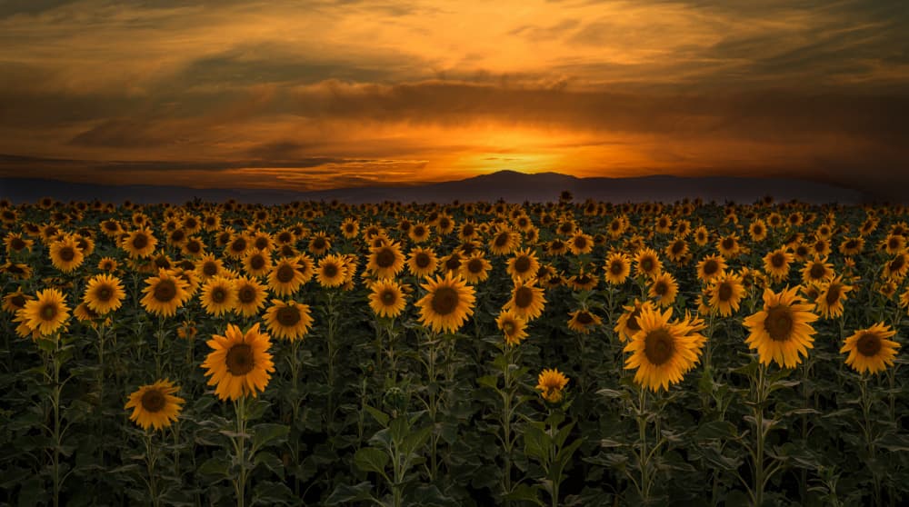 Sunflowers At Sunset by Isam Telhami — canvas wall art