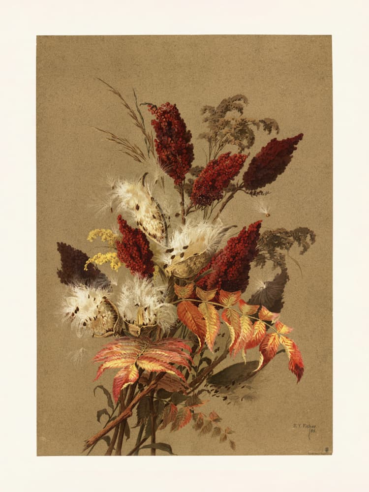 Sumac and Milkweed By Ellen Thayer Fisher