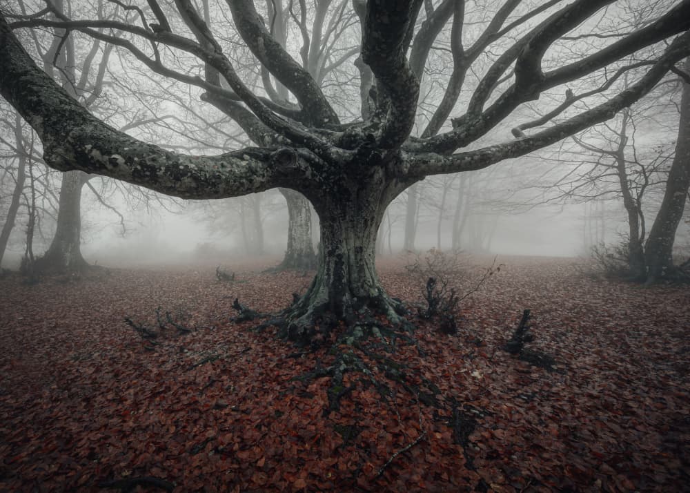 Gnarled Tree Fog by Sergio Barboni — canvas wall art