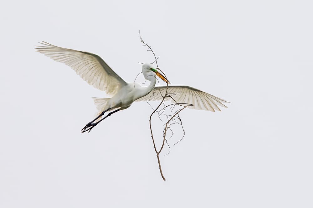 Graceful Egret Flight by Cheng Chang — canvas wall art