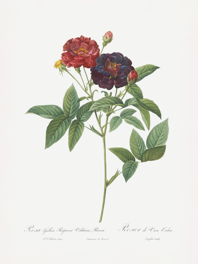 Rose of Van Eeden, Les Roses (1817–1824) by Pierre-Joseph Redoute — canvas wall art