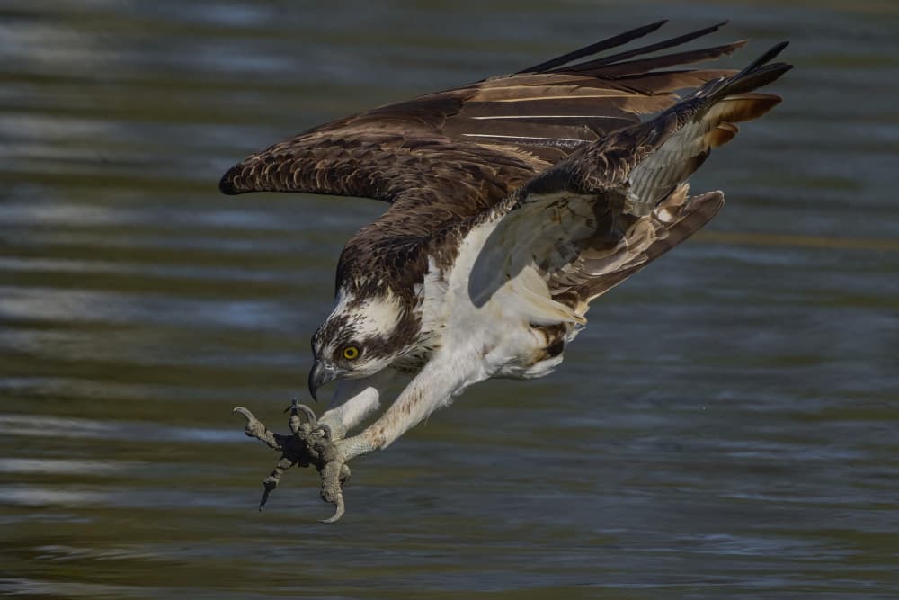 Osprey Hunting Dive by Johnny Chen — canvas wall art