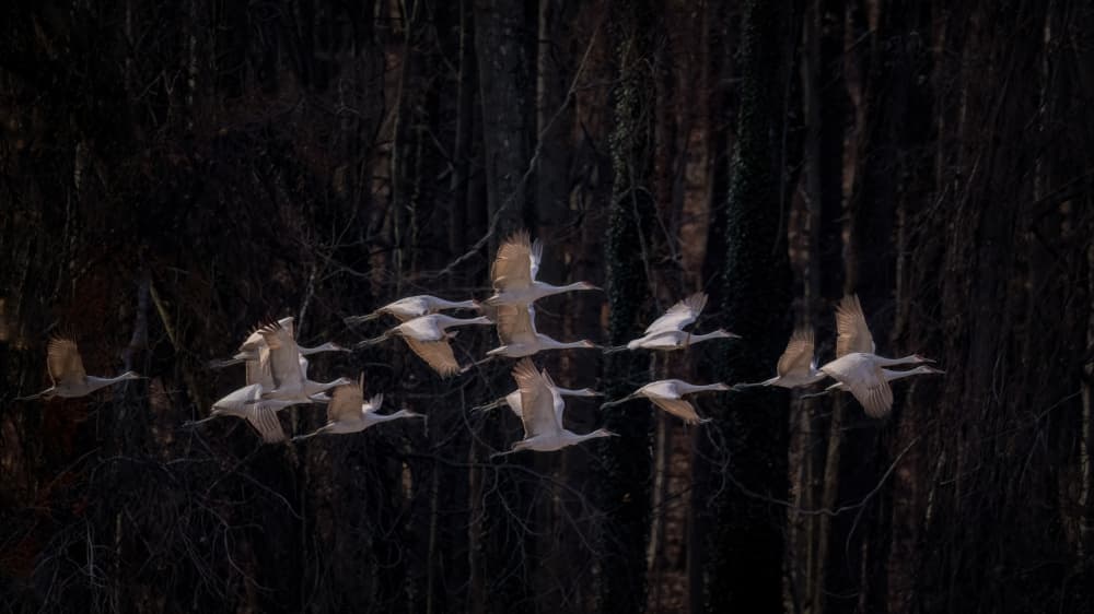 Cranes In Flight by Deming W — canvas wall art