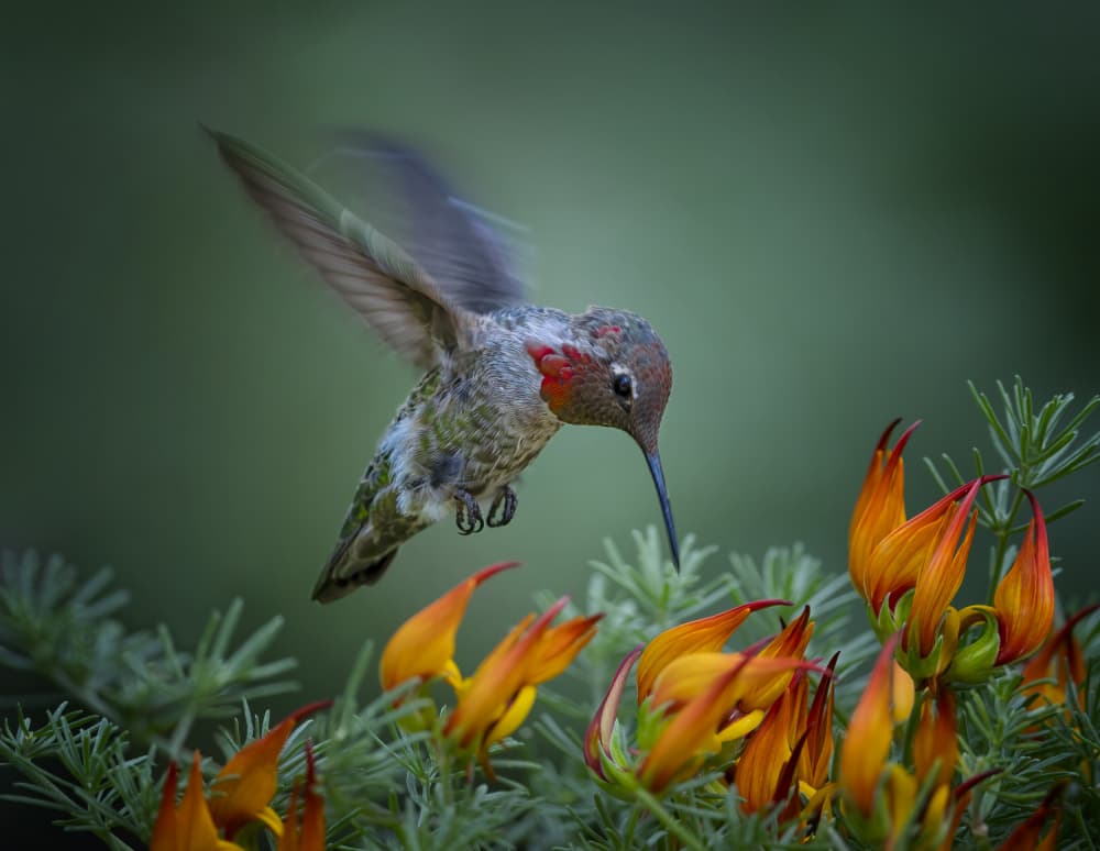 Vibrant Hummingbird Bloom by Xiaojian Huang — canvas wall art