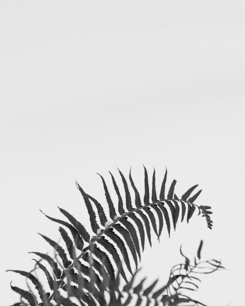 Elegant Fern Frond by Lynann Colligan — canvas wall art
