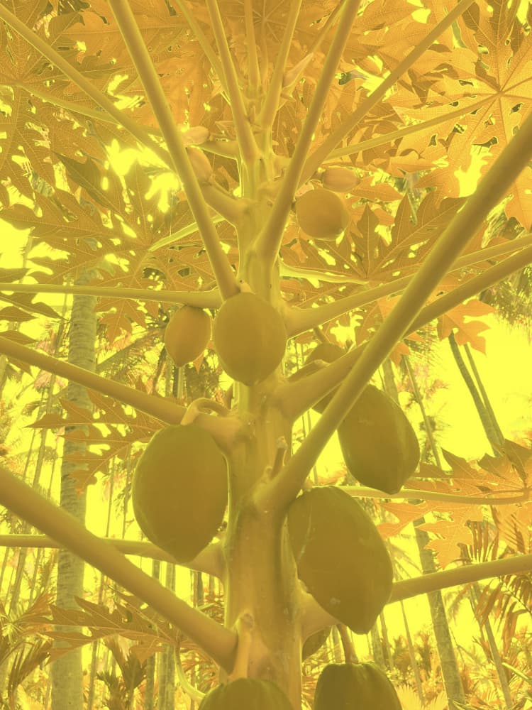 Golden Papaya Tree by Santhosh ch — canvas wall art