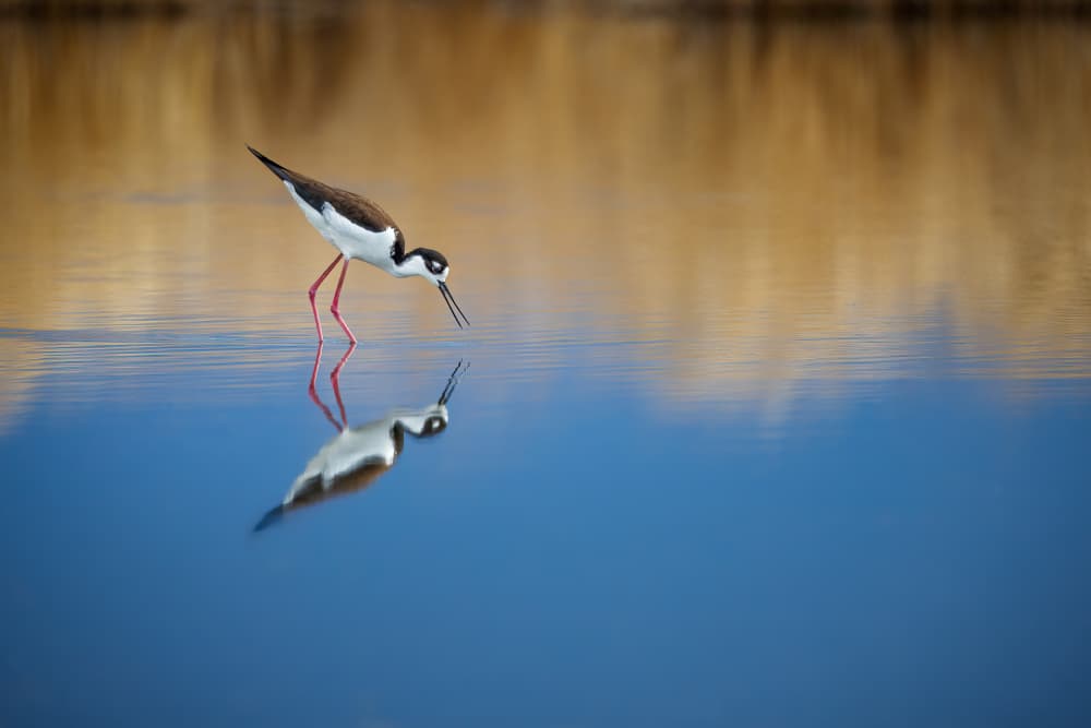 Wading Stilt Water Reflection by Alex Zhao — canvas wall art
