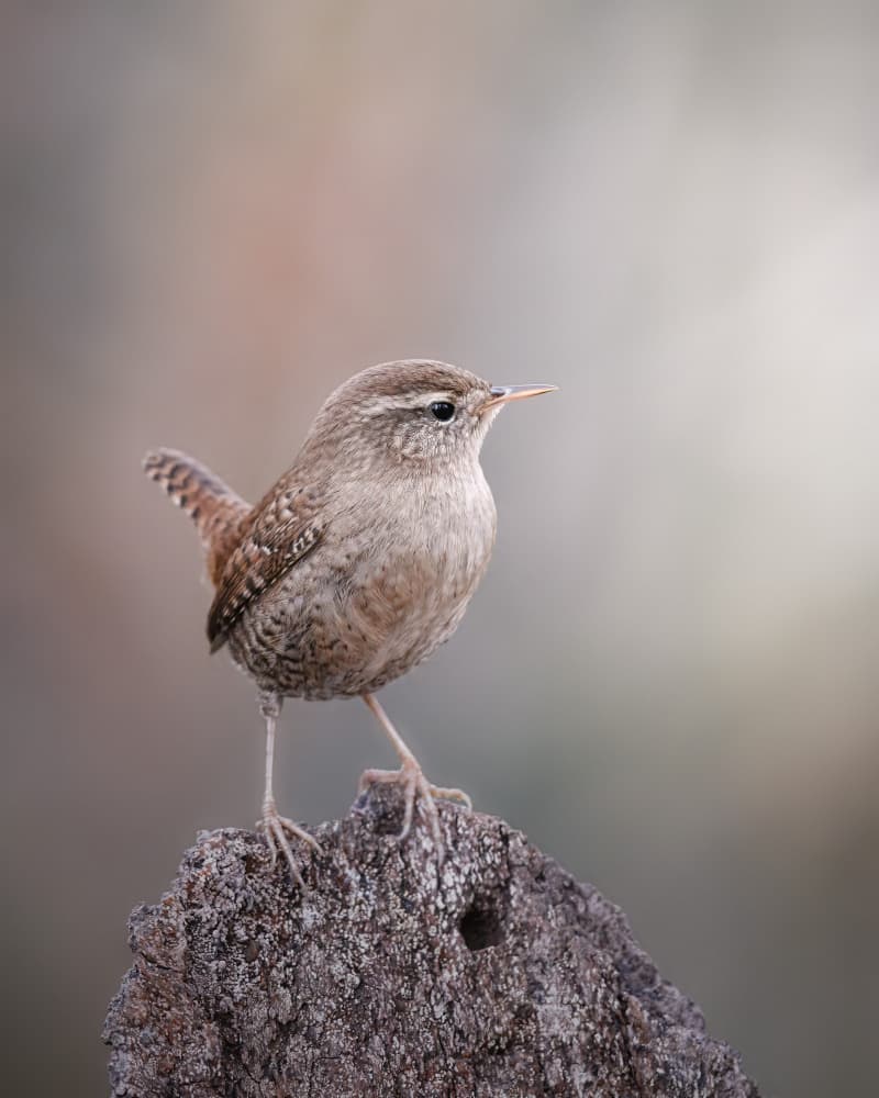 Perched Forest Wren by Magnus Renmyr — canvas wall art