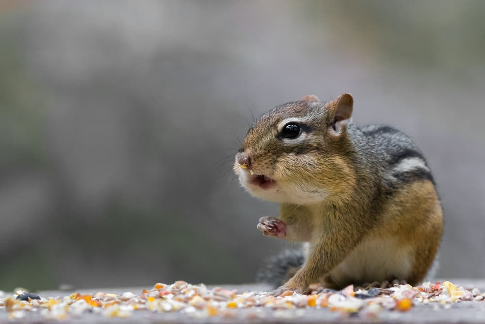 Charming Chipmunk Close Up by Darlene Hewson — canvas wall art