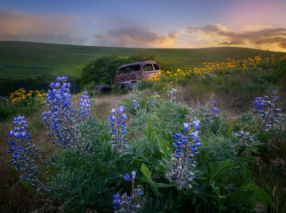 Lupine Meadow Old Truck by Yuan Su — canvas wall art