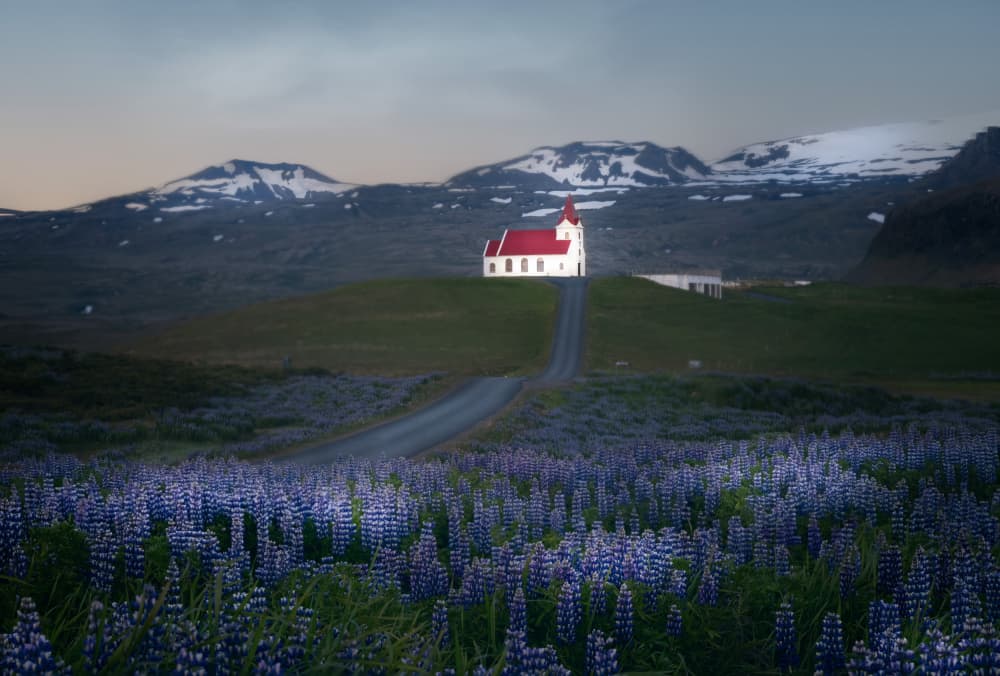 Glowing Church Lupine Field by Ken Liang — canvas wall art