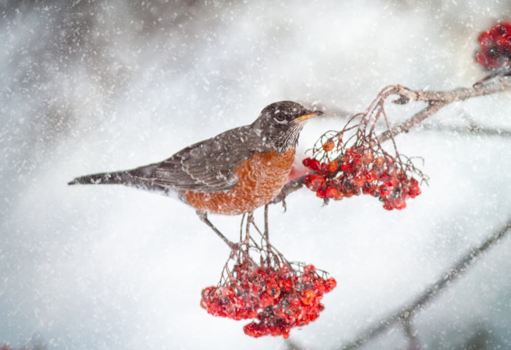Winter Robin Red Berries by Kimberly — canvas wall art