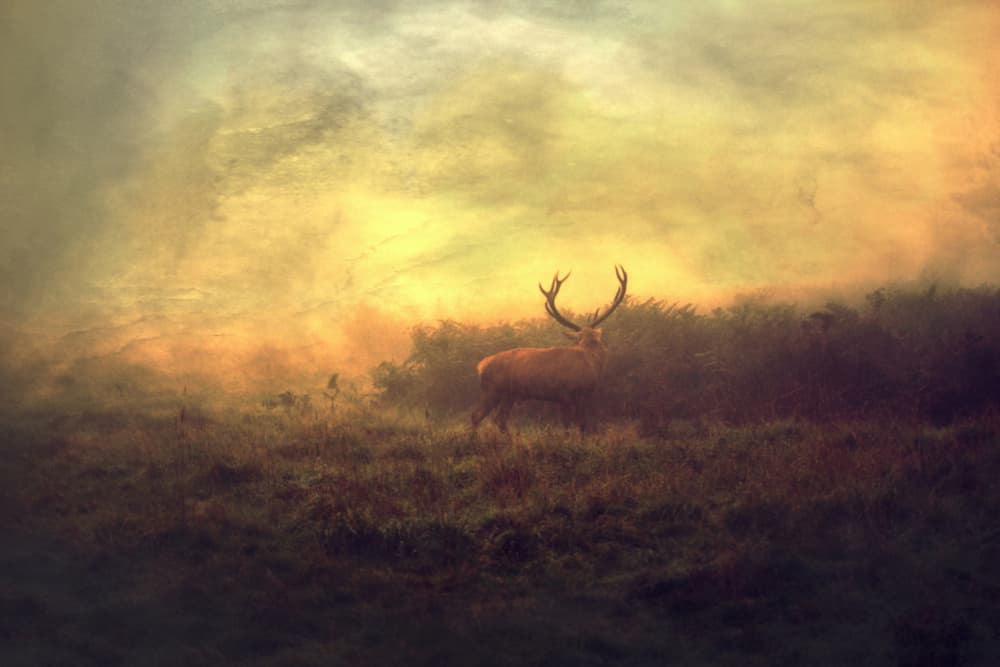 Stag in Golden Mist by Robert Fabrowski — canvas wall art