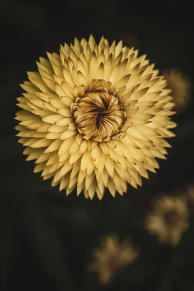 Warm Golden Bloom by Tim Mossholder — canvas wall art