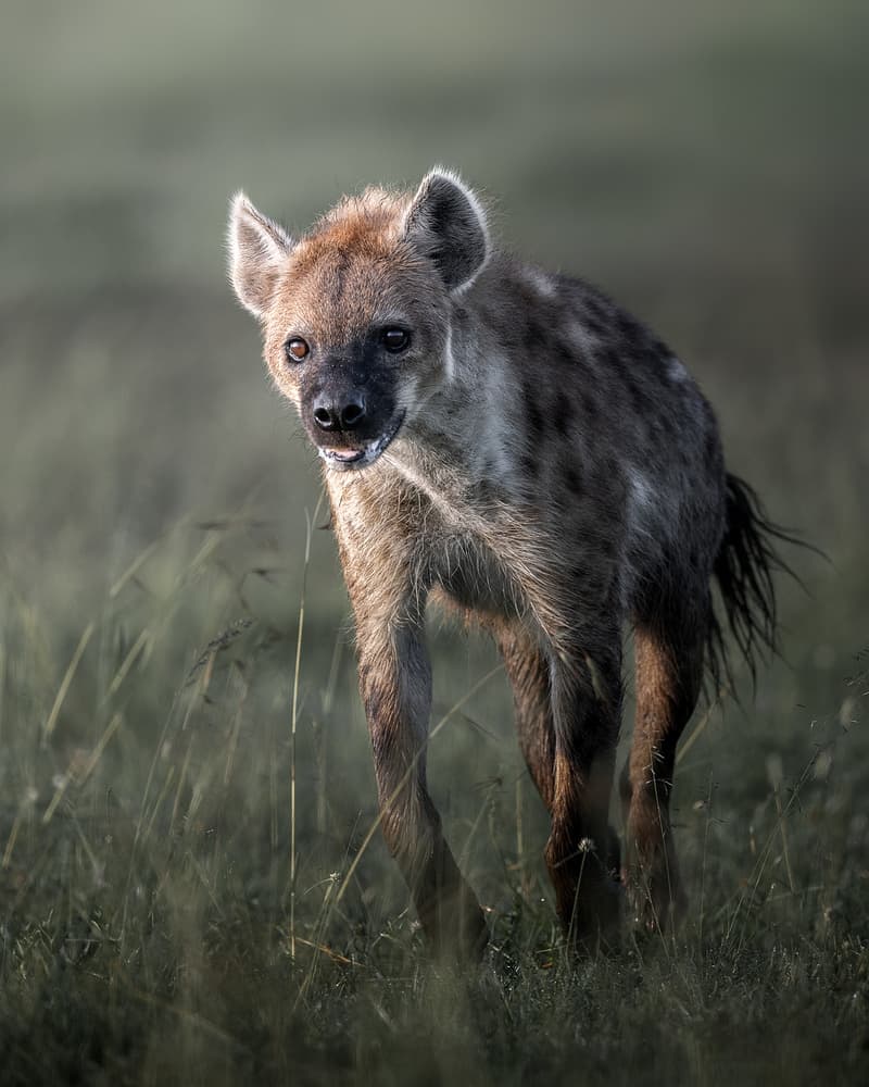 Spotted Hyena Morning Stroll by Ahmed Sobhi — canvas wall art