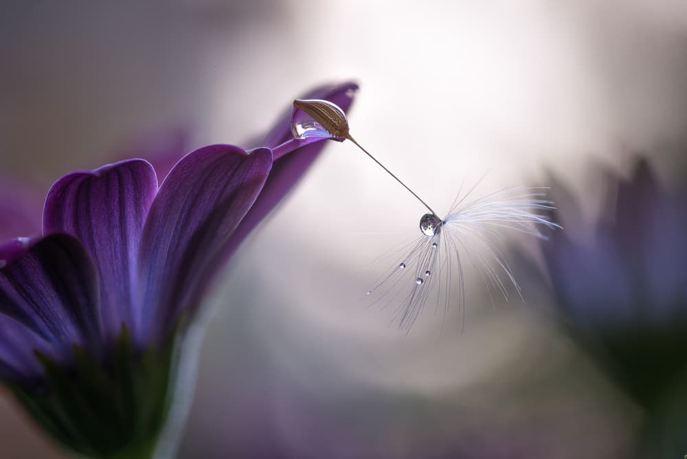 Purple Flower Dewdrop by Silvia Spedicato — canvas wall art