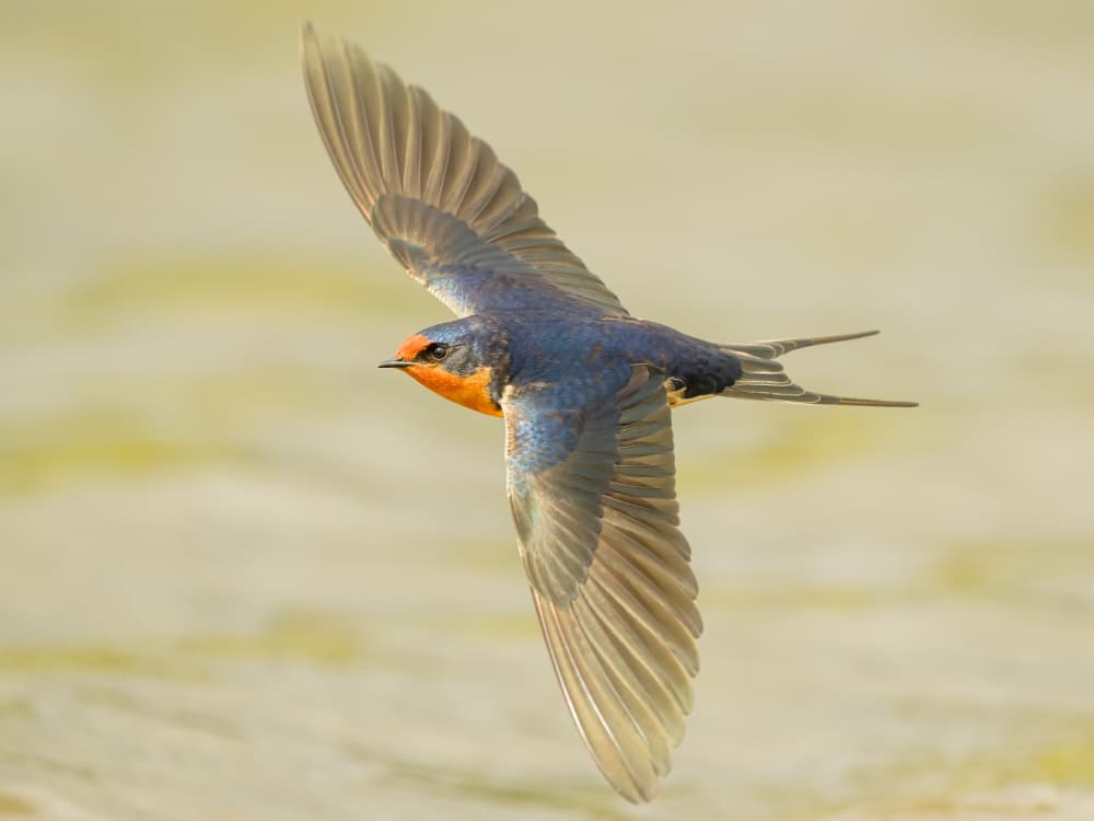 Barn Swallow In Flight by Moses Wang — canvas wall art