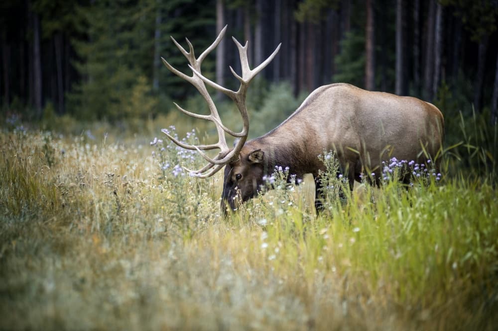 Majestic Elk Grazing Meadow by Andrea Auf dem Brinke — canvas wall art
