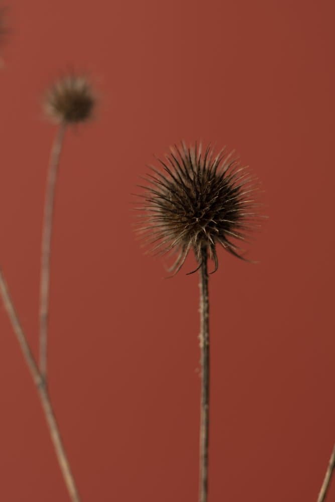 Thistle Rust Red 04 by Pictufy Studio III — canvas wall art