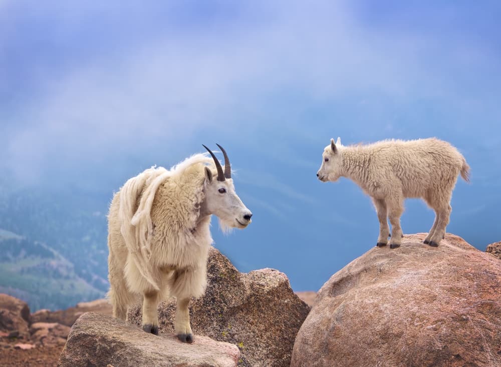 Mountain Goat And Kid by David Scarbrough — canvas wall art