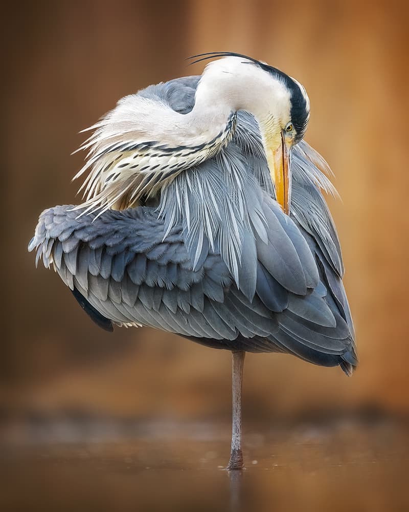 Graceful Heron Preening by Annie Poreider — canvas wall art